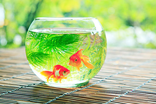 居家养鱼风水讲求，怎么养鱼招财气？